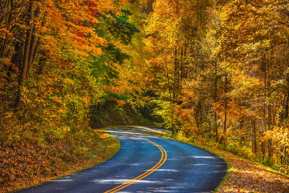Kurvige Straße mit gelber Mittellinie unter goldgelbem und rotem Herbstlaub.