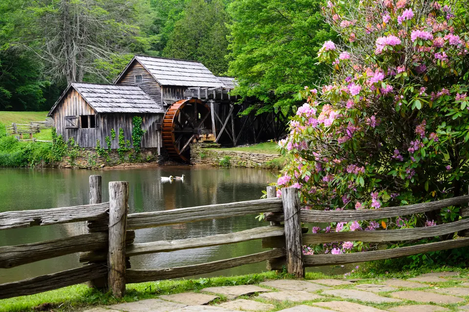 Holzmühle mit rotem Wasserrad an einem Teich, im Vordergrund ein Holzzaun und blühender Rhododendron.