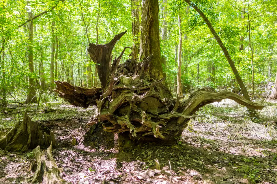 Umgestürzter Baum, dessen Wurzelteller sich hoch aus dem Waldboden aufrichtet, umgeben von hellgrünem Laubwald.