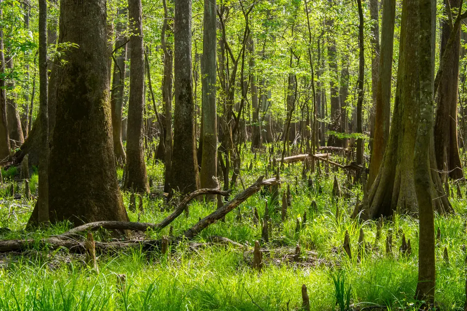 Zahlreiche spitze, braune Wurzelauswüchse ragen aus grünem Gras zwischen dicken Baumstämmen.