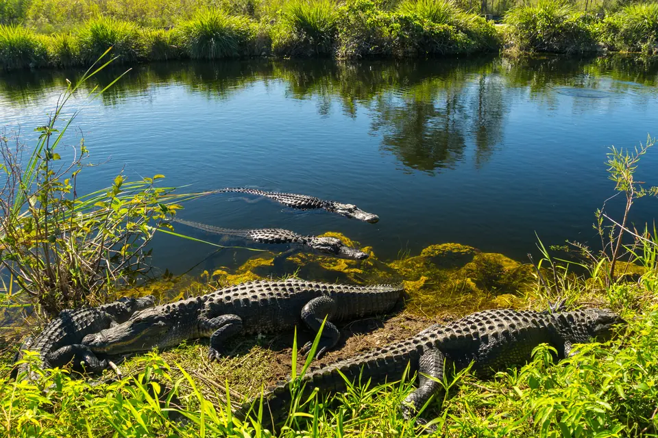 Mehrere Alligatoren liegen am grasbewachsenen Ufer eines ruhigen Gewässers, zwei weitere schwimmen im Wasser.