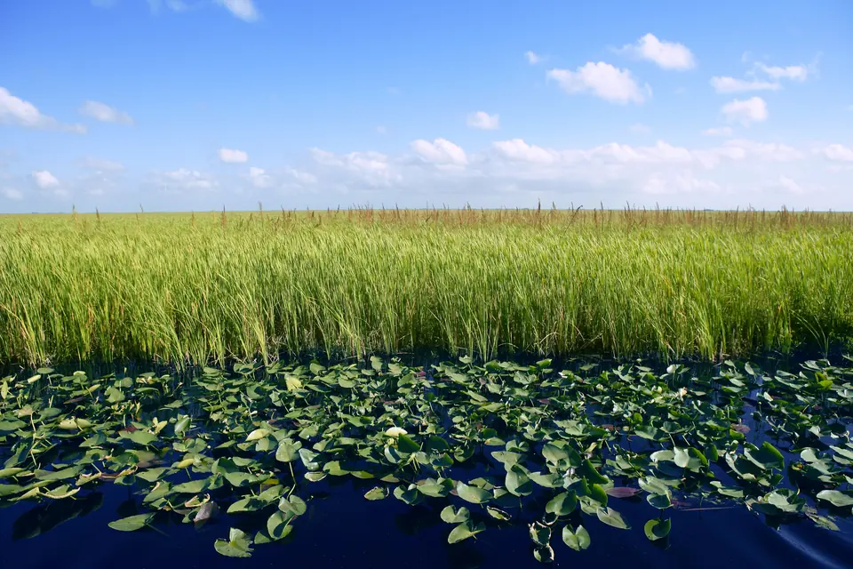 Vorne Seerosenblätter auf dunklem Wasser, dahinter ein dichter Bestand aus hohem Sägegras bis zum Horizont.