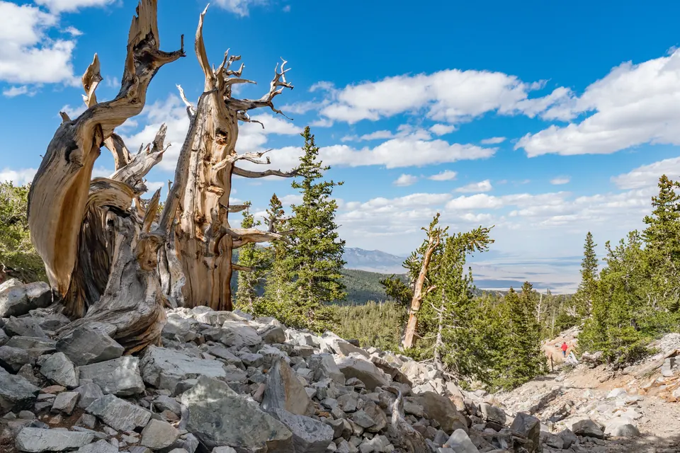 Zwei knorrige, teils abgestorbene Grannenkiefern mit gedrehtem Holz stehen in einem Feld aus hellem Gesteinsschutt, dahinter Nadelbäume und der Blick in ein weites Tal.