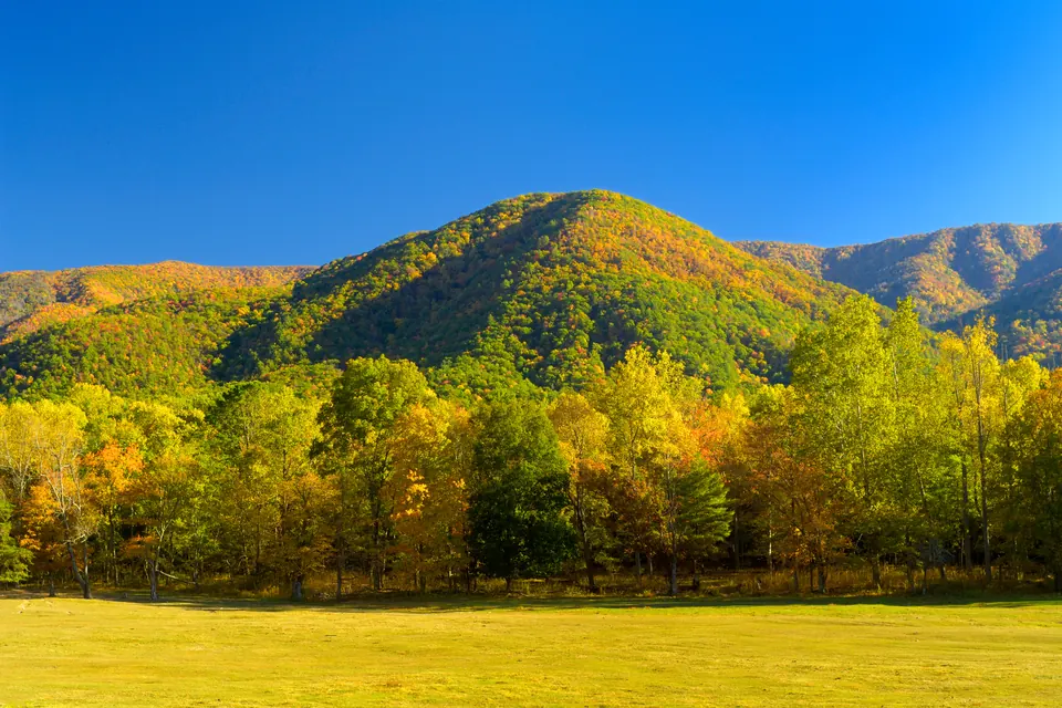 Eine gemähte Wiese vor einem Waldrand in Gelb und Grün, dahinter ein bewaldeter Berg unter blauem Himmel.