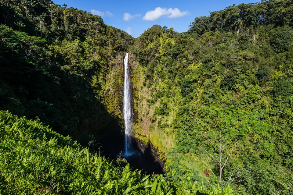 Ein schmaler Wasserfall stürzt frei über eine bewachsene Felswand in eine schattige Schlucht, ringsum dichter grüner Wald, vorn Farne.