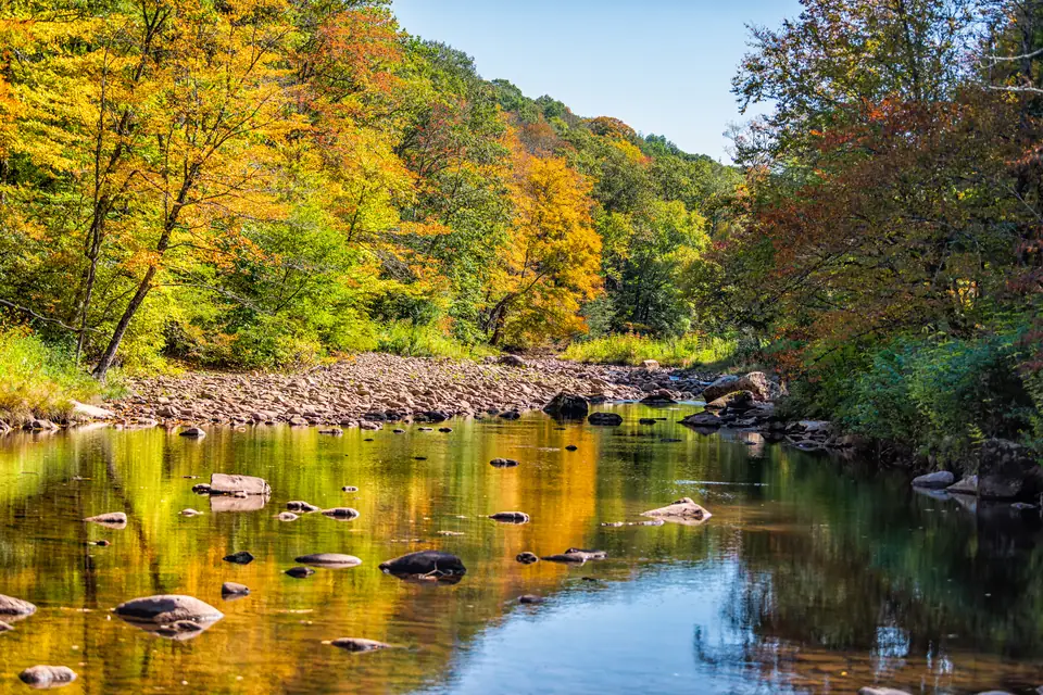 Ein flacher, ruhiger Fluss mit Steinen im Wasser und einer Kiesbank, an den Ufern Laubwald in Gelb, Orange und Grün, darüber blauer Himmel.