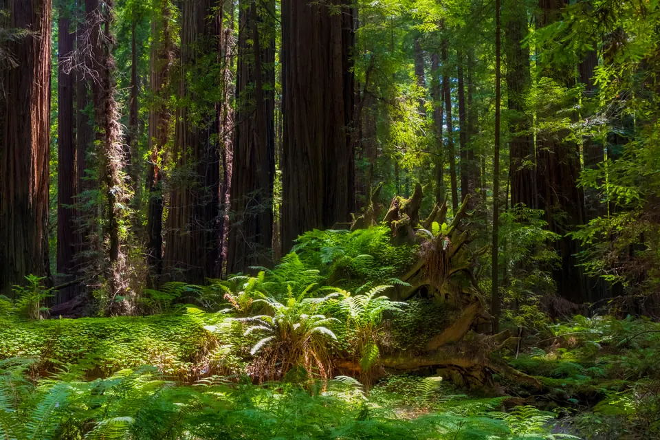 Waldboden mit Farnen und Sauerklee zwischen hohen Redwood-Stämmen, rechts das flache Wurzelwerk eines umgestürzten Baums.