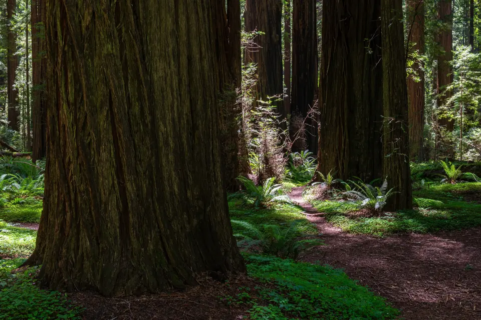 Mächtiger Redwood-Stamm mit dicker, längs gefurchter Rinde, dahinter weitere Stämme, Farne und ein Waldweg.