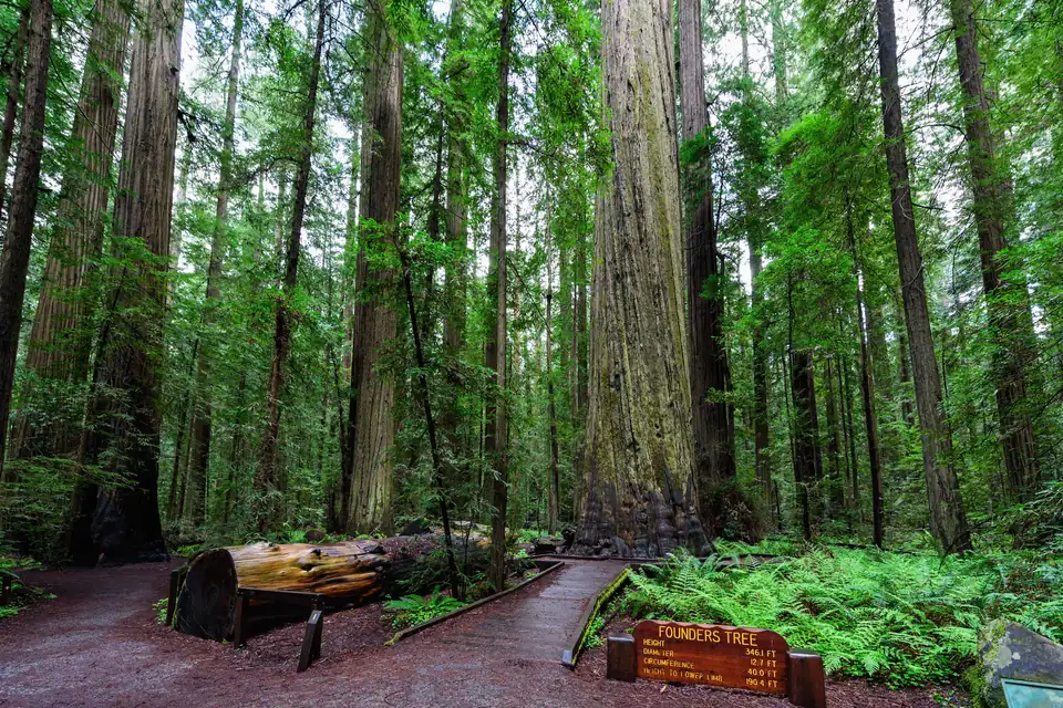 Ein Weg mit seitlicher Holzeinfassung führt zum mächtigen Stamm des Founders Tree; im Vordergrund steht ein beschriftetes Holzschild mit der Aufschrift Founders Tree, links liegt ein Stamm, rechts wachsen Farne.