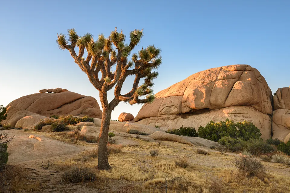 Ein verzweigter Joshua Tree steht vor gerundeten Granitfelsen im warmen Abendlicht.