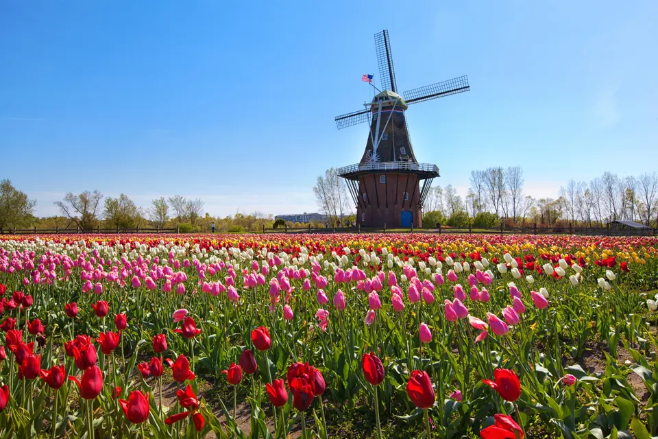 Historische Windmühle hinter einem Feld mit roten, rosa und weißen Tulpen.