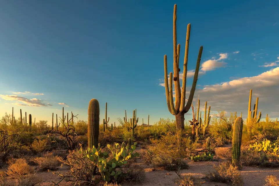 Hohe Saguaros mit mehreren Armen und Feigenkakteen in einer Wüstenlandschaft im Abendlicht, einer der Stämme mit dunklen Öffnungen, darüber blauer Himmel mit Wolken.
