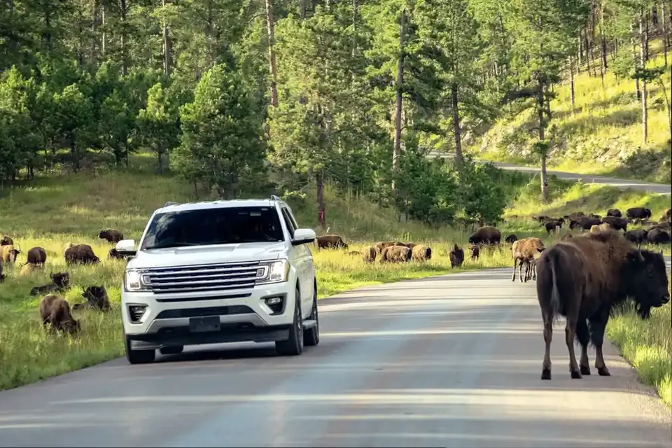 Ein weißer SUV fährt auf einer Straße durch eine Bisonherde. Rechts steht ein Bison am Straßenrand, im Hintergrund liegen Kiefernwald und eine weitere Straße am Hang.