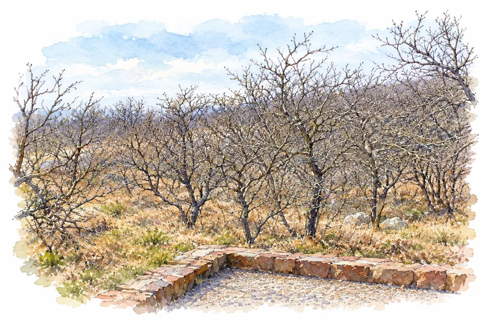 Aquarell niedriger knorriger Eichen an einem steingefassten Weg beim Castle Rock Vista.