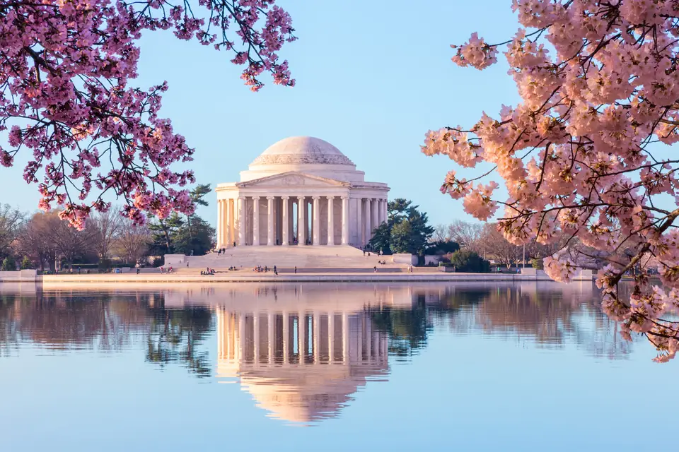 Das Jefferson Memorial mit Säulenhalle und Kuppel spiegelt sich im ruhigen Wasser des Tidal Basin, eingerahmt von rosa blühenden Kirschzweigen.