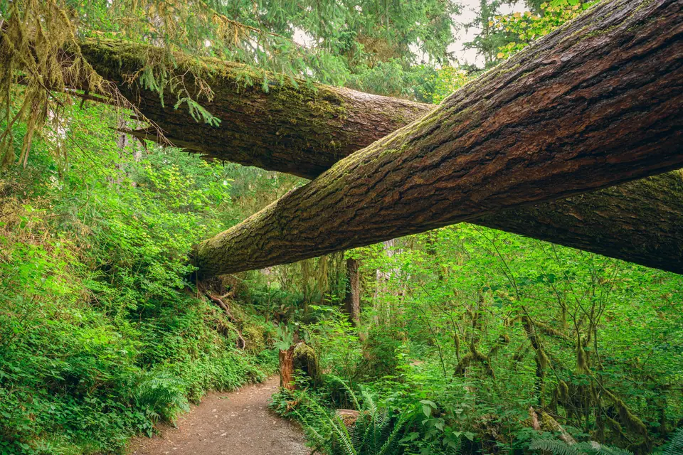 Zwei umgestürzte, moosbedeckte Baumstämme liegen quer über einem Waldweg zwischen Farnen und dichtem Grün.