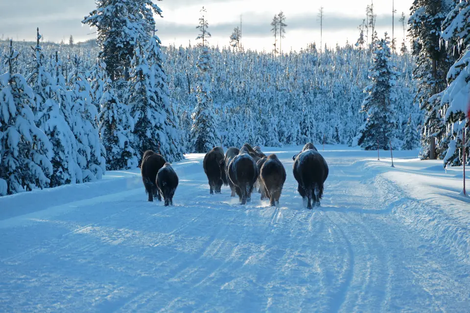 Eine kleine Gruppe Bisons läuft auf einer schneebedeckten Straße zwischen dicht verschneiten Nadelbäumen vom Betrachter weg.